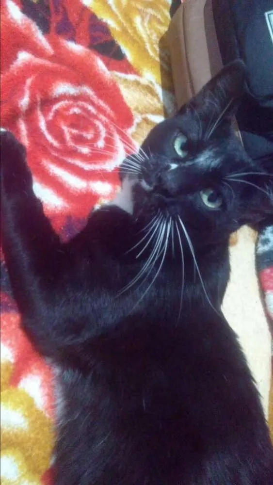 Gato ra a Vira lata idade 1 ano nome Ninho