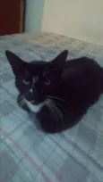Ninho