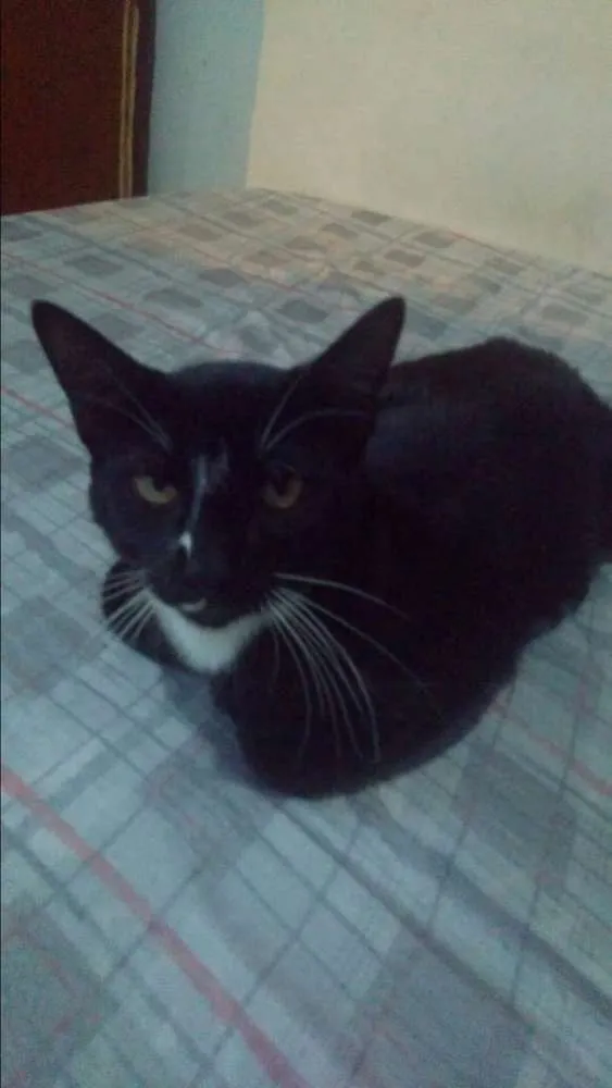 Gato ra a Vira lata idade 1 ano nome Ninho