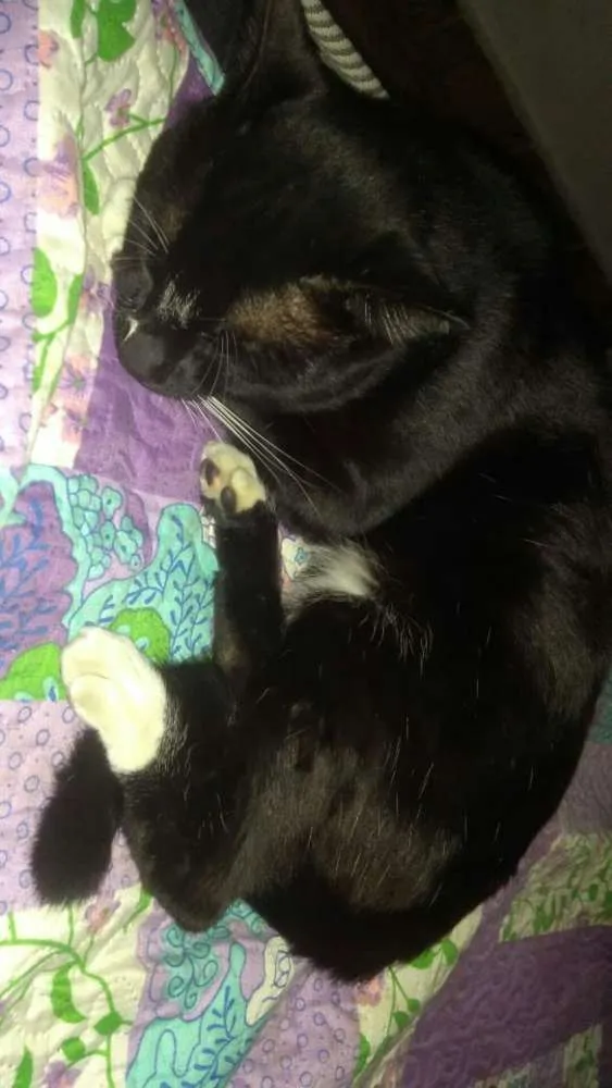 Gato ra a Vira lata idade 1 ano nome Ninho
