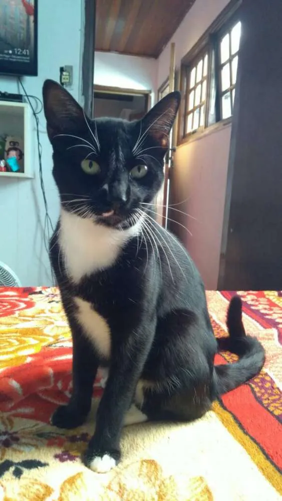 Gato ra a Vira lata idade 1 ano nome Ninho
