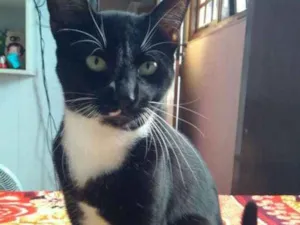 Gato raça Vira lata idade 1 ano nome Ninho