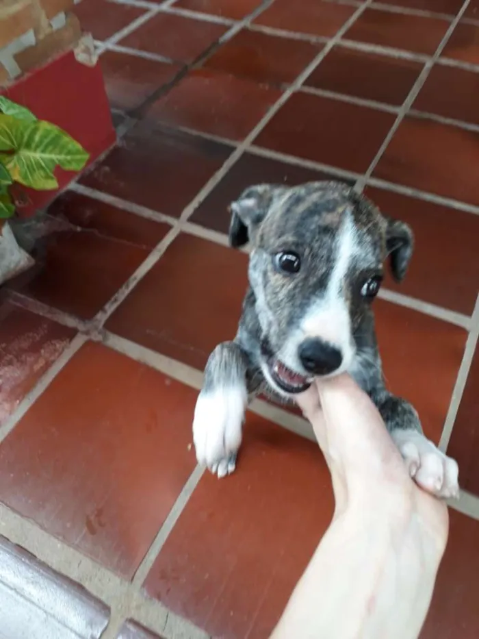 Cachorro ra a Vira lata idade Abaixo de 2 meses nome Raissa