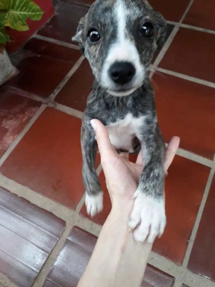 Cachorro ra a Vira lata idade Abaixo de 2 meses nome Raissa