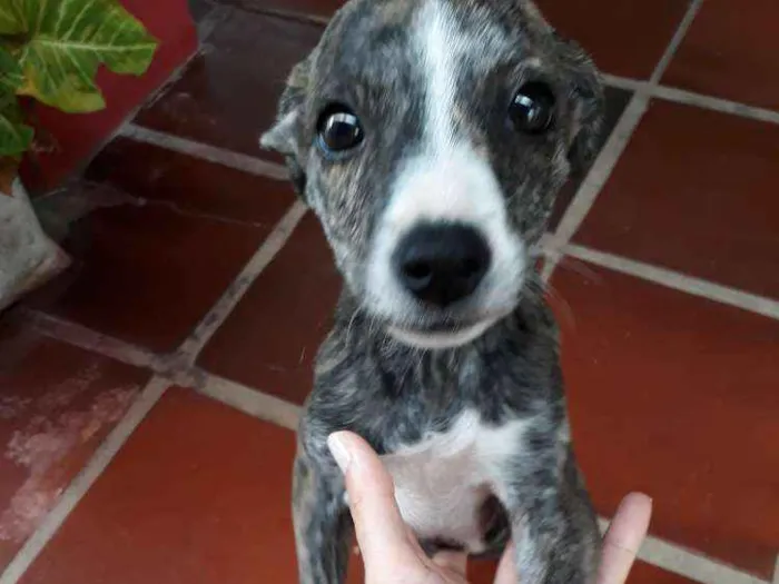Cachorro ra a Vira lata idade Abaixo de 2 meses nome Raissa