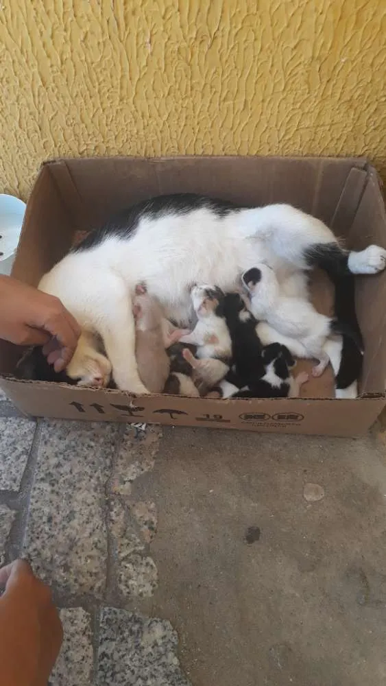Gato ra a  idade 2 a 6 meses nome Amores
