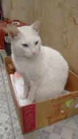 Gordo