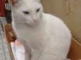 Gordo