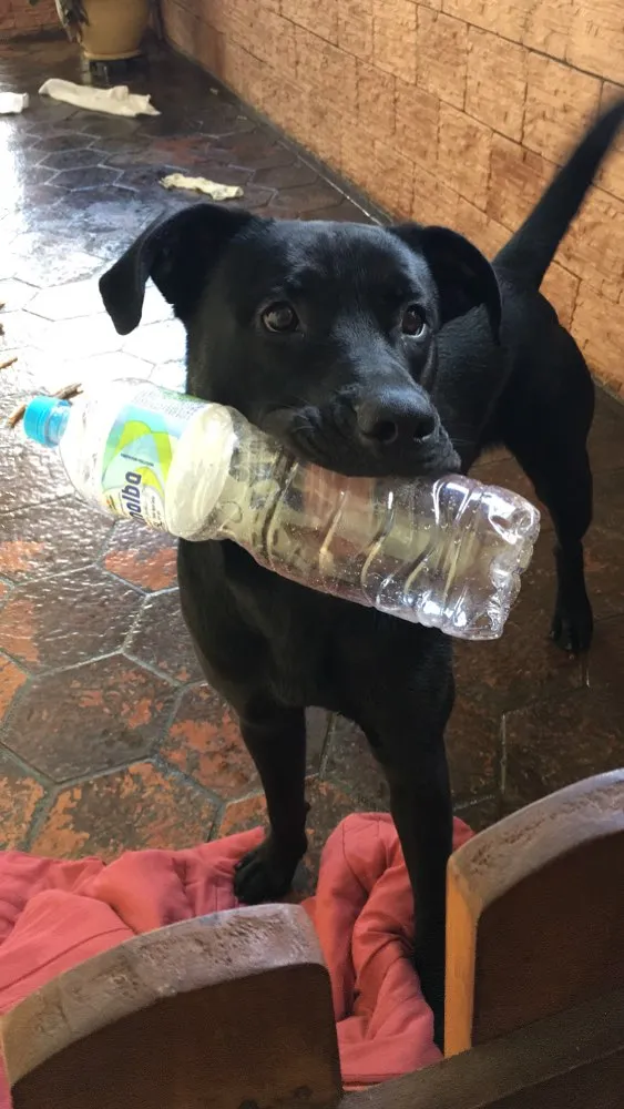 Cachorro ra a Mestiço de Labrador  idade 1 ano nome Negão