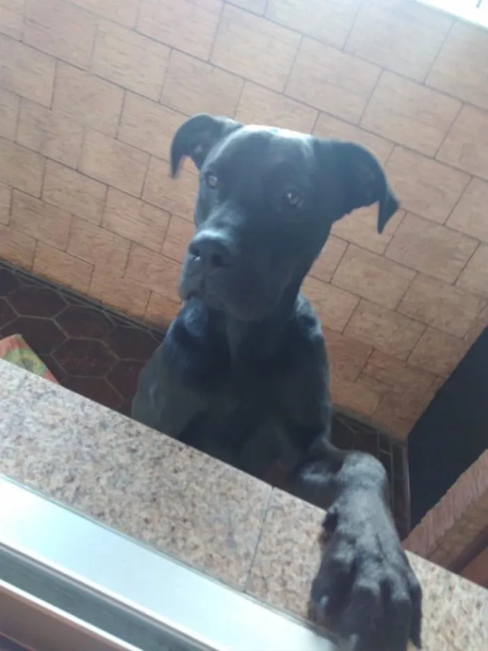 Cachorro ra a Mestiço de Labrador  idade 1 ano nome Negão
