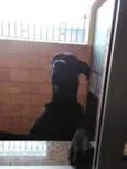 Negão