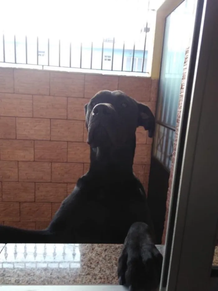 Cachorro ra a Mestiço de Labrador  idade 1 ano nome Negão