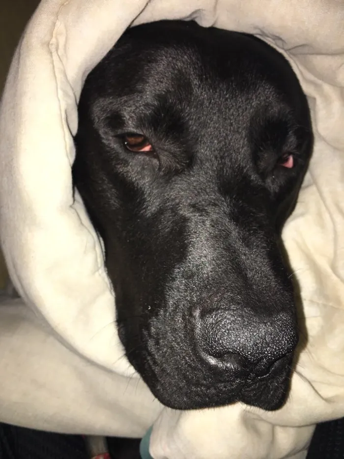 Cachorro ra a Mestiço de Labrador  idade 1 ano nome Negão