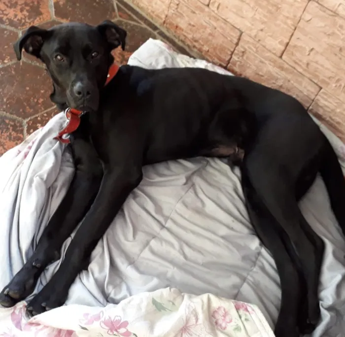 Cachorro ra a Mestiço de Labrador  idade 1 ano nome Negão