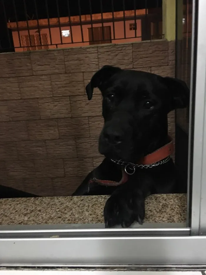 Cachorro ra a Mestiço de Labrador  idade 1 ano nome Negão