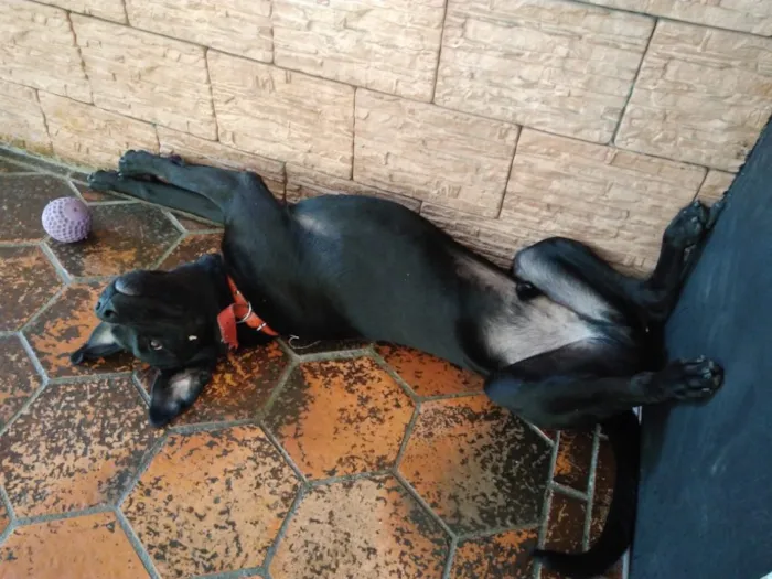 Cachorro ra a Mestiço de Labrador  idade 1 ano nome Negão
