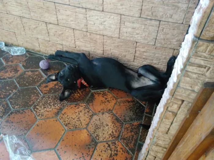 Cachorro ra a Mestiço de Labrador  idade 1 ano nome Negão