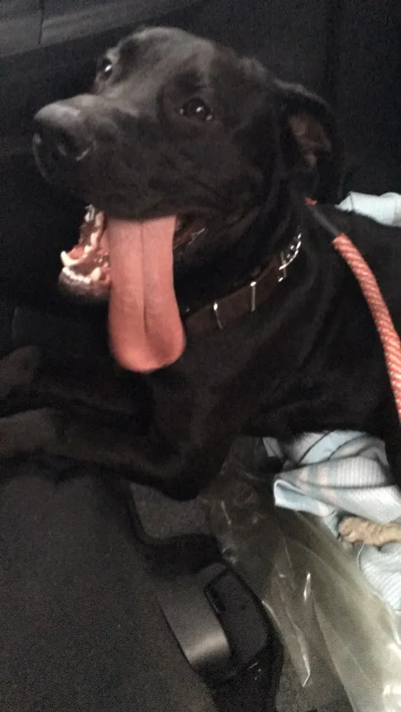 Cachorro ra a Mestiço de Labrador  idade 1 ano nome Negão