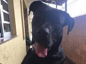 Cachorro raça Mestiço de Labrador  idade 1 ano nome Negão