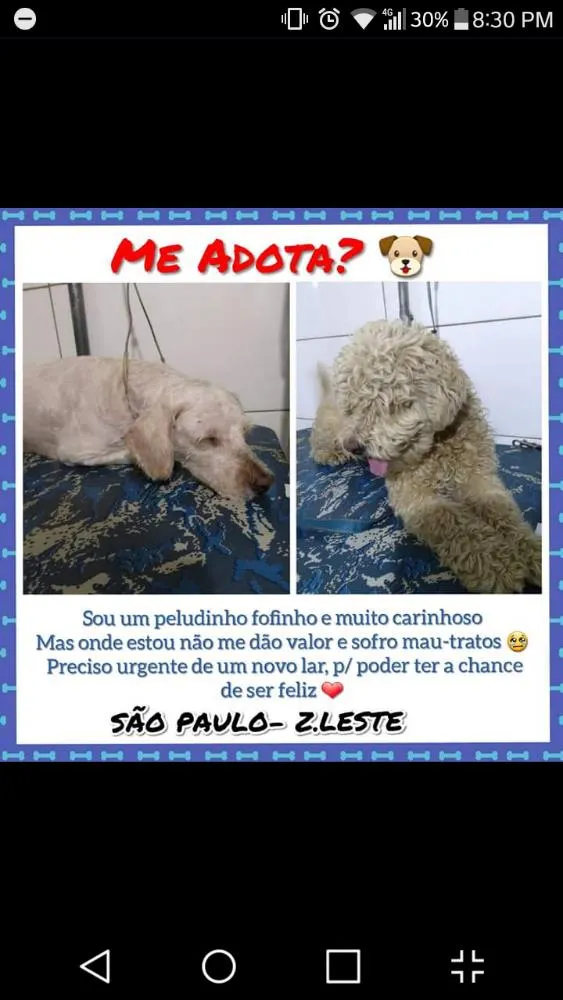 Cachorro ra a Poodle idade 2 anos nome Não tem