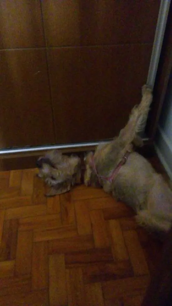 Cachorro ra a Vira  lata idade 7 a 11 meses nome Jane