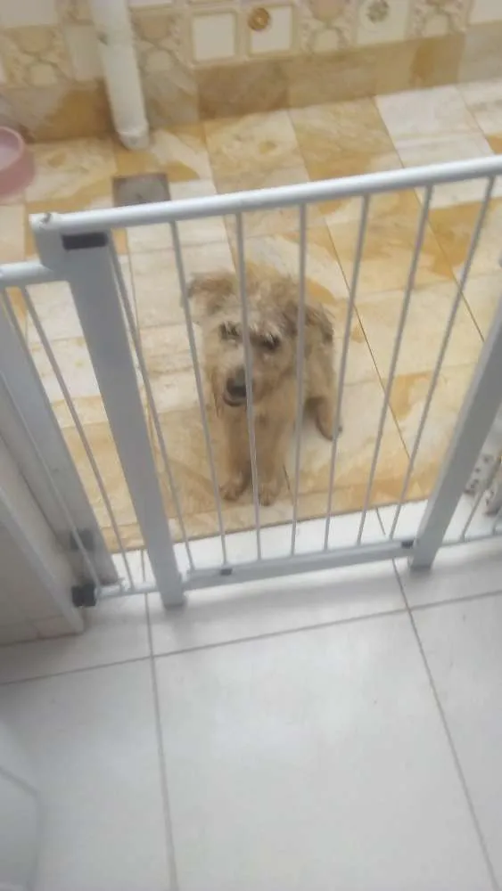 Cachorro ra a Vira  lata idade 7 a 11 meses nome Jane
