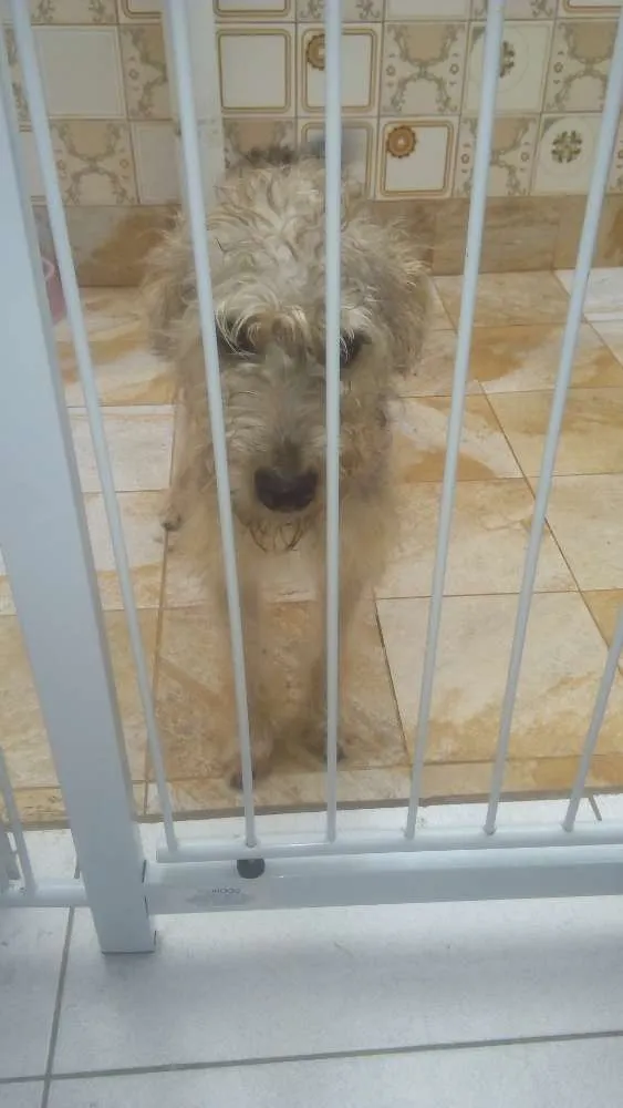 Cachorro ra a Vira  lata idade 7 a 11 meses nome Jane