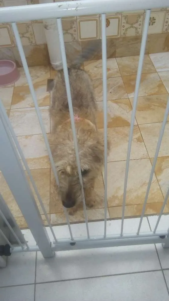 Cachorro ra a Vira  lata idade 7 a 11 meses nome Jane