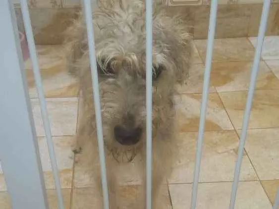 Cachorro ra a Vira  lata idade 7 a 11 meses nome Jane