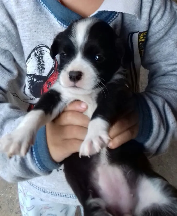 Cachorro ra a Srd  idade 2 a 6 meses nome Emir