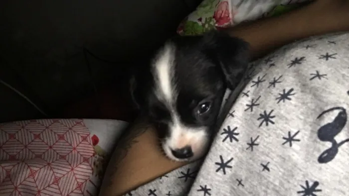 Cachorro ra a Srd  idade 2 a 6 meses nome Emir