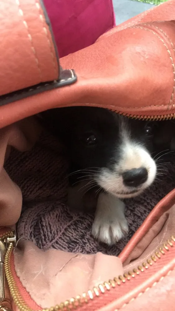 Cachorro ra a Srd  idade 2 a 6 meses nome Emir