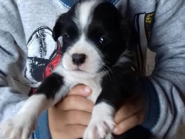 Cachorro ra a Srd  idade 2 a 6 meses nome Emir