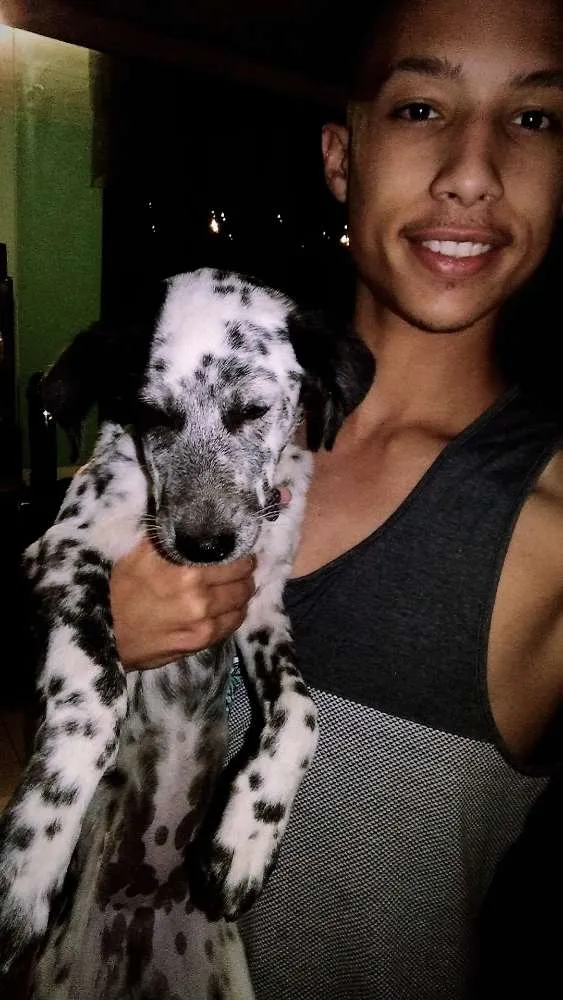 Cachorro ra a Dálmata mistura com vira lata idade 2 a 6 meses nome Lunna