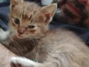 Gato raça Não definida idade Abaixo de 2 meses nome Sem nome