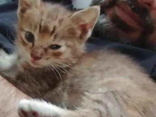 Gato ra a Não definida idade Abaixo de 2 meses nome Sem nome