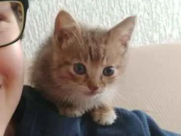 Gato ra a Não definida idade Abaixo de 2 meses nome Sem nome