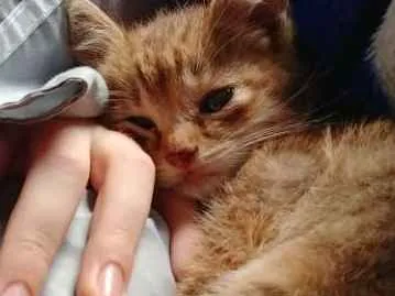 Gato ra a Não definida idade Abaixo de 2 meses nome Sem nome