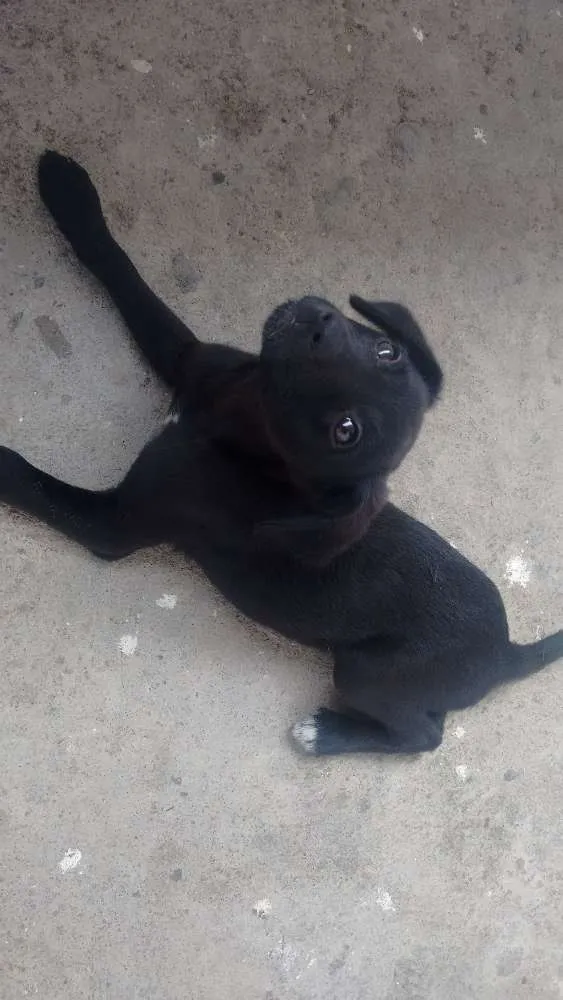 Cachorro raça não definida idade 2 a 6 meses nome Xuxinha