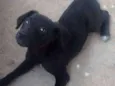 Xuxinha