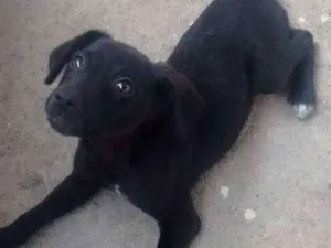 Cachorro raça não definida idade 2 a 6 meses nome Xuxinha
