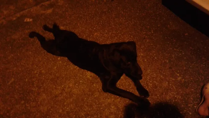 Cachorro ra a Labrador idade 1 ano nome Não sei 