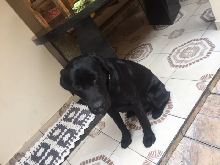 Cachorro ra a Labrador idade 1 ano nome Não sei 