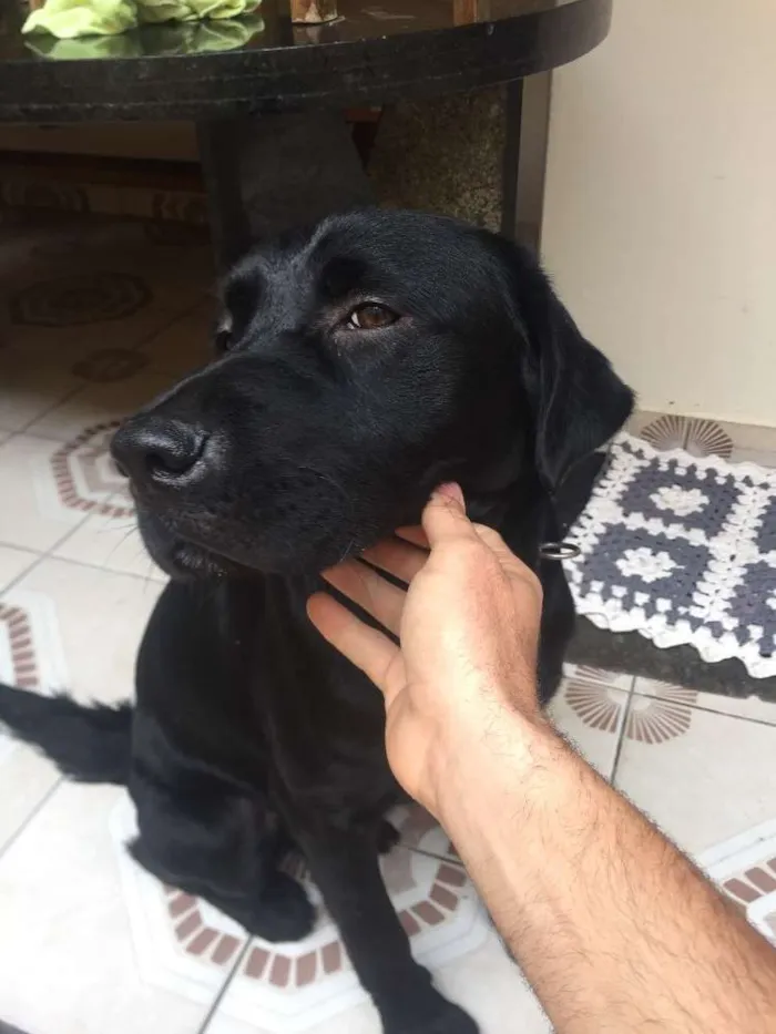 Cachorro ra a Labrador idade 1 ano nome Não sei 