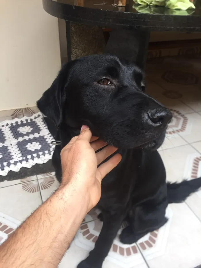 Cachorro ra a Labrador idade 1 ano nome Não sei 