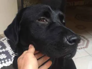 Cachorro raça Labrador idade 1 ano nome Não sei 