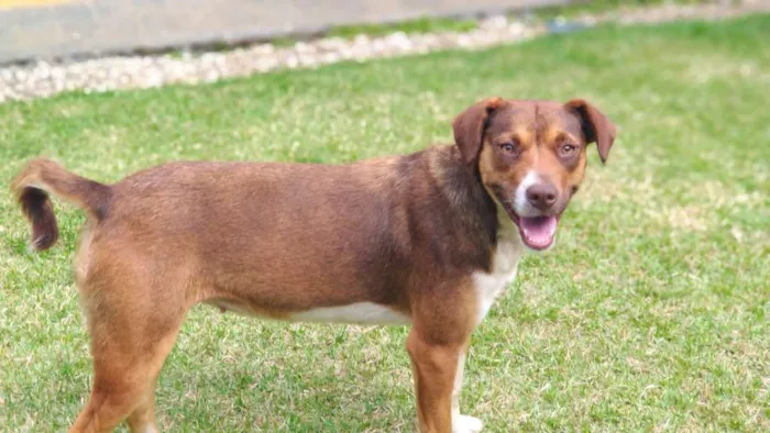 Cachorro raça SRD idade 1 ano nome Luna e Leasha