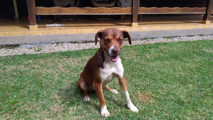 Cachorro raça SRD idade 1 ano nome Luna e Leasha