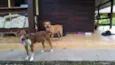 Luna e Leasha