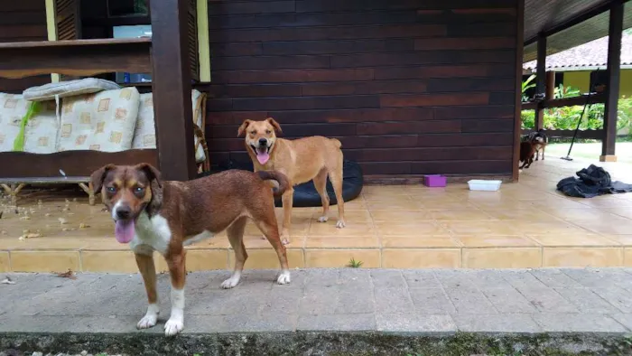 Cachorro raça SRD idade 1 ano nome Luna e Leasha